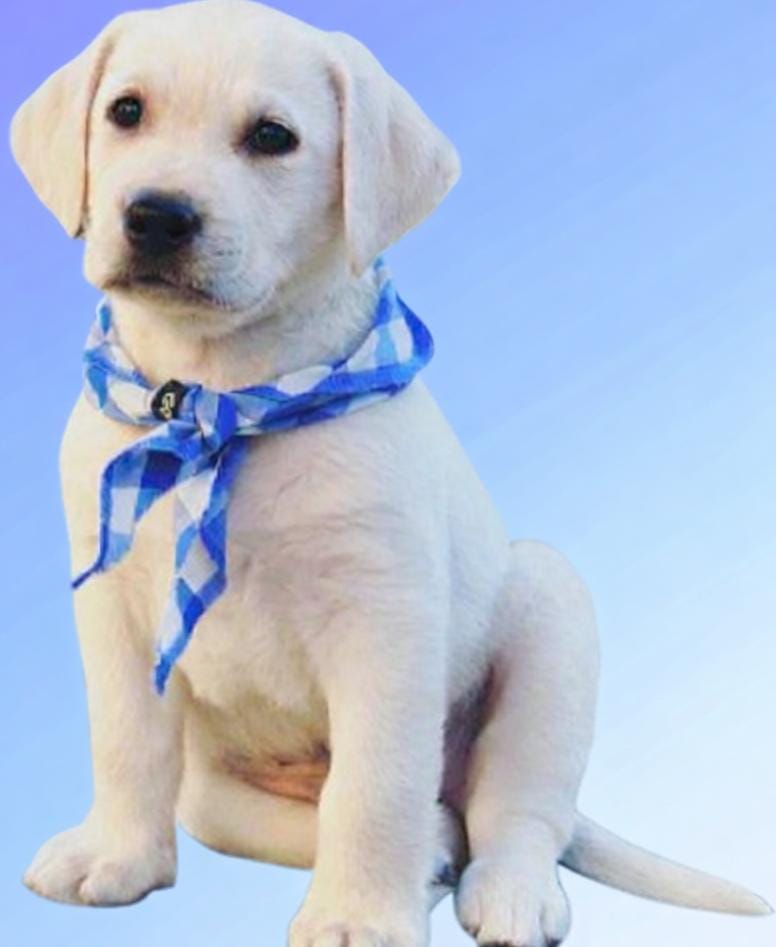 Benji the dog